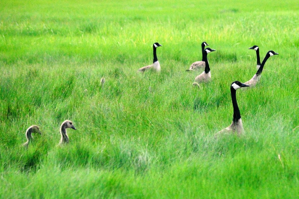 Geese by dianen