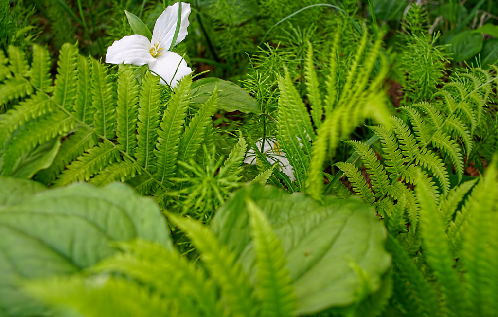 Ferns and Flowers by tosee