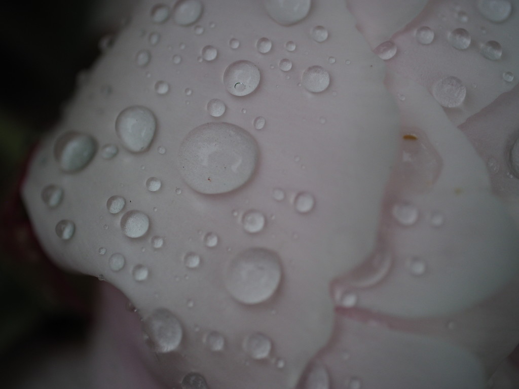 Raindrops on Peony by selkie