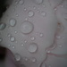 Raindrops on Peony by selkie