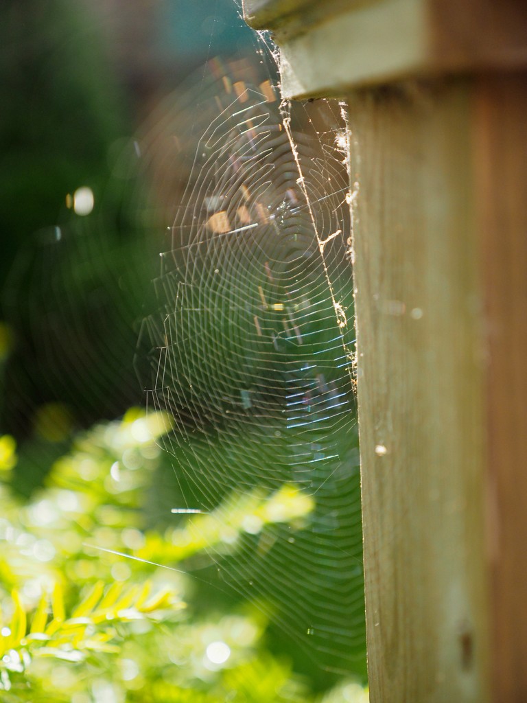 Spider's Web by selkie