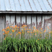 Day Lillies, Old Barn by lsquared