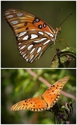 23rd Jun 2015 - Butterfly Collage