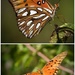 Butterfly Collage by rickster549