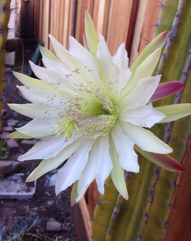 Cactus Flower by handmade