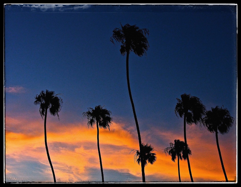 Seven Palms in the Wind by redy4et