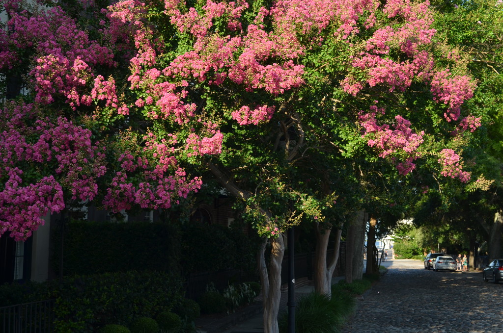 The incredible beauty of crepe myrtle in full bloom all around Charleston, SC.  They will last all summer. by congaree