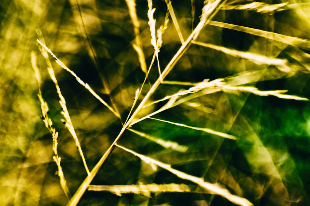 abstract grass by annied