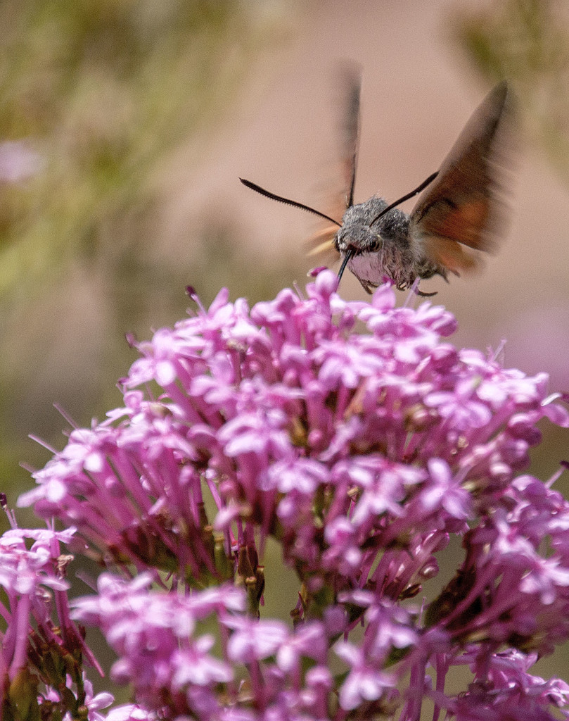 Hummingbird Hawk Moth 2 by shepherdmanswife
