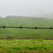 Barbed wire on a misty morning by gigiflower