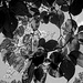 Japanese Lilac by tosee