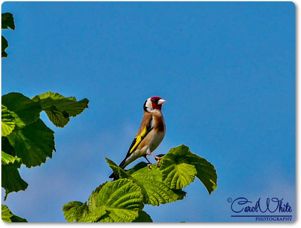 Goldfinch by carolmw