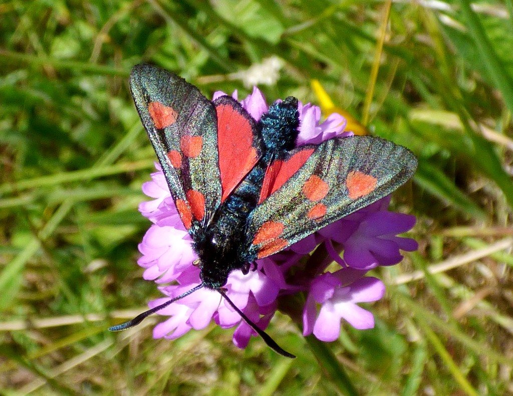 Five-spot Burnet Moth (Zygaena trifolii) by julienne1