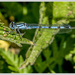 Northern Damselfly by pcoulson