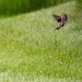 Sparrow in Flight by rminer