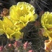 Prickly Pear by jetr