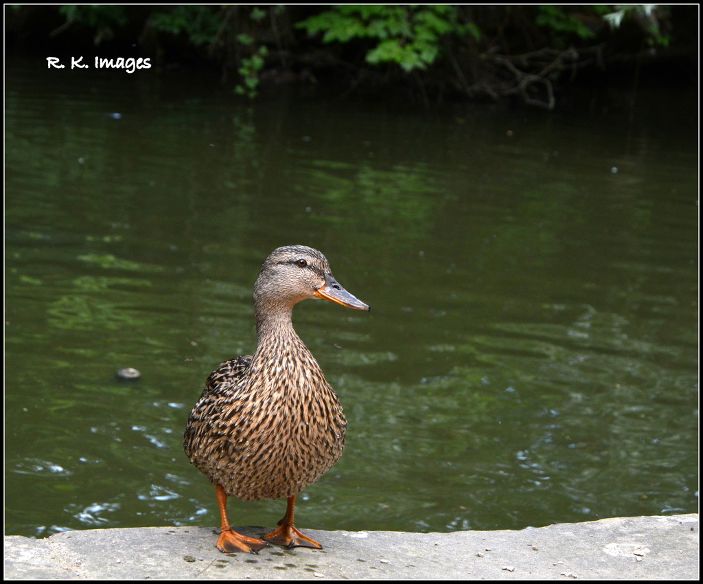 Friendly duck by rosiekind