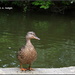 Friendly duck by rosiekind