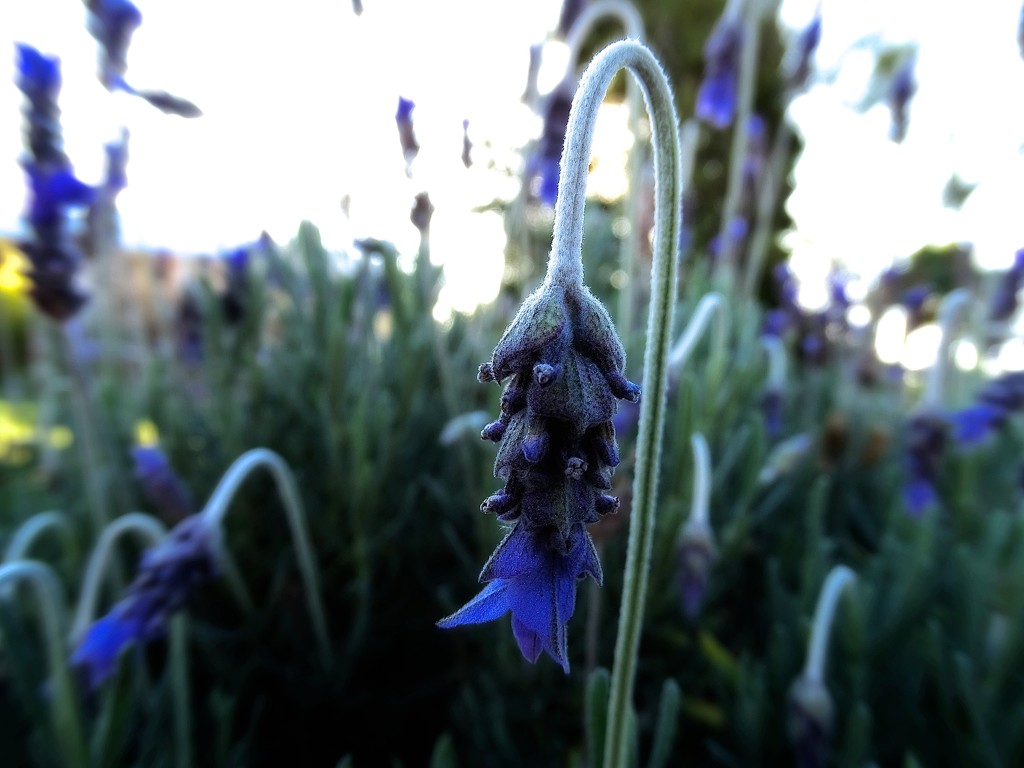 Lavender bells by maggiemae