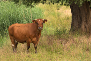 24th Jun 2015 - Cow in Field