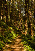 24th Jun 2015 - Light and Shadows Play On the Trail Through Cedars  1)