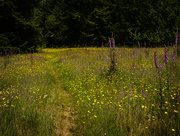 24th Jun 2015 - Trail Through Foxglove and Dandelion Meadow 