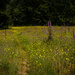 Trail Through Foxglove and Dandelion Meadow  by jgpittenger