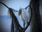 24th Jun 2015 - Sleepy Egret or cleaning house