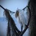 Sleepy Egret or cleaning house by rickster549