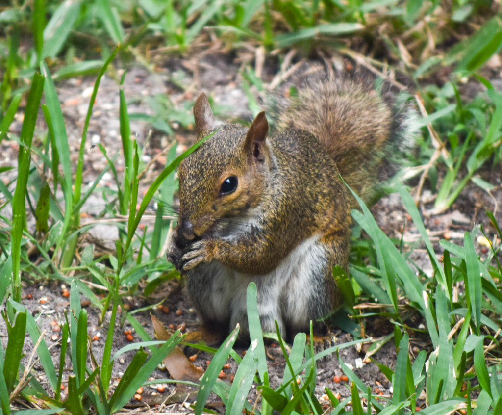 Squirrel on ground by rickster549