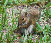 24th Jun 2015 - Squirrel on ground