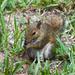Squirrel on ground by rickster549