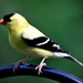 Yellow finch, lovely boy. by sailingmusic