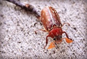 24th Jun 2015 - Variegated June Beetle
