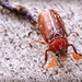Variegated June Beetle by mhei