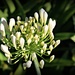 Lily of the Nile Ready to Burst Open by markandlinda
