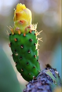 13th Jun 2015 - a cactus flower