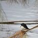 Willy wagtail by sugarmuser