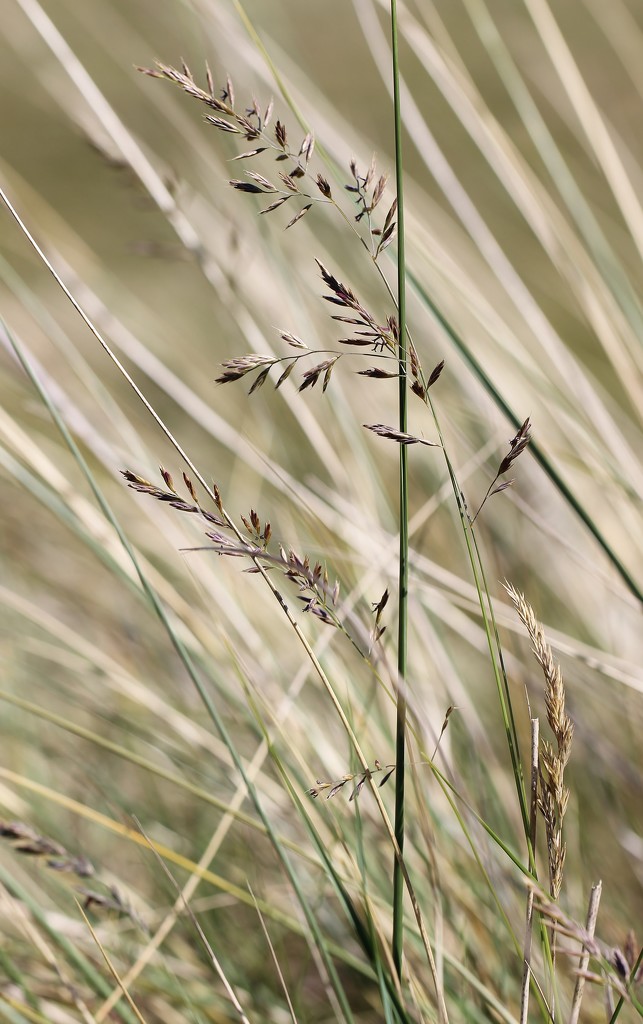 Grasses of the Dunes by motherjane