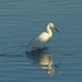An Egret Wading by snoopybooboo