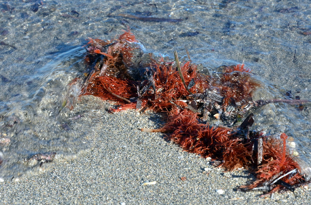  Seaweed DSC_3754 by merrelyn