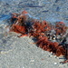  Seaweed DSC_3754 by merrelyn