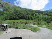 18th Jun 2015 - alpine milking parlour
