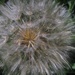 Who doesn't like a beautiful dandelion by bruni