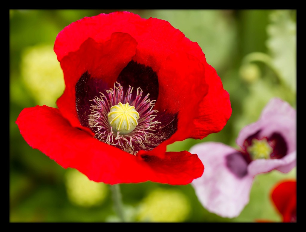 25th June 2015    - Red poppy by pamknowler