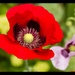 25th June 2015    - Red poppy by pamknowler