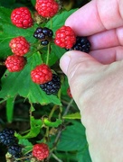 25th Jun 2015 - Picking blackberries!