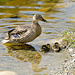 Mom and two ducklings by elisasaeter