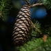 30dayswild pinecone by jackies365