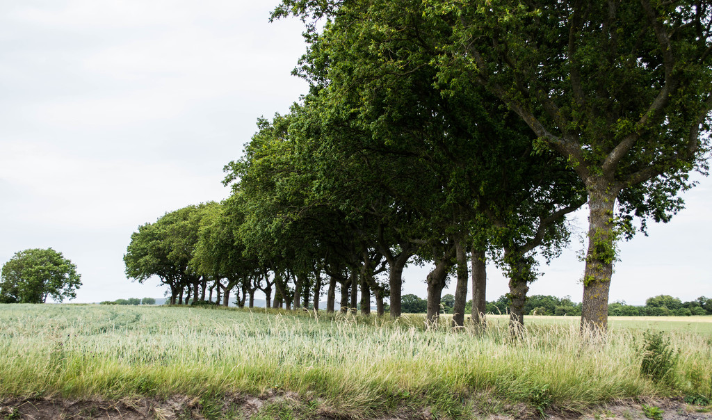 the same trees by susie1205